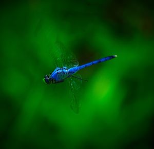 Close-up of damselfly on leaf