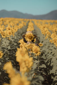 Young woman standing in sunflower field