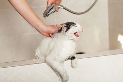 Bath or shower to a persian breed cat. funny cat in the bathroom.