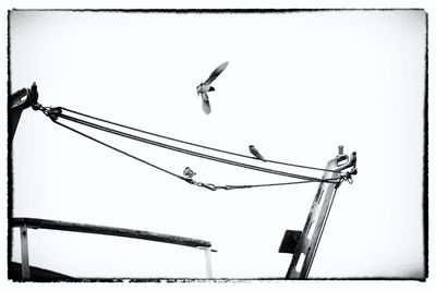 Low angle view of birds flying against clear sky