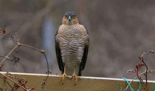 Close-up of bird