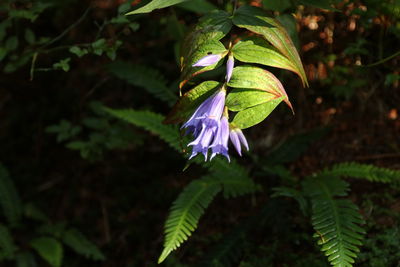 Close-up of purple flowering plant