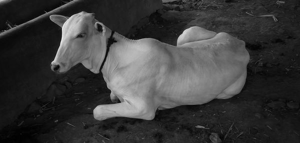 High angle view of a dog on field