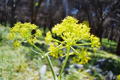 Close-up of yellow flowers