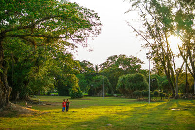 Trees on field against sky