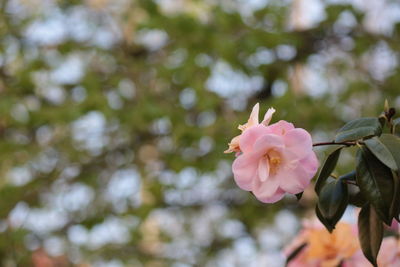 Close-up of pink flowers blooming on tree