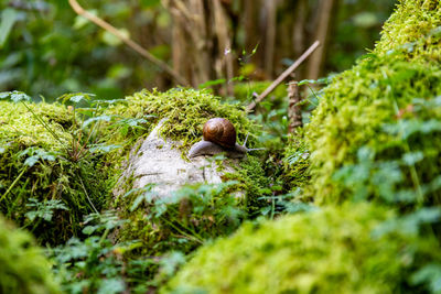 Close-up of snail on dirt road
