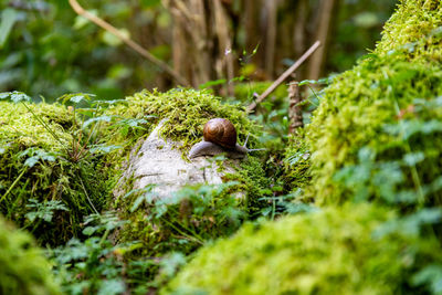 Snail on a mossy rock in mountain woodlands.