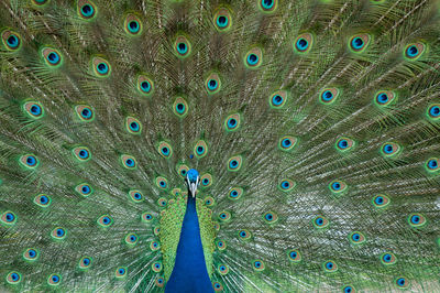 Detail shot of peacock