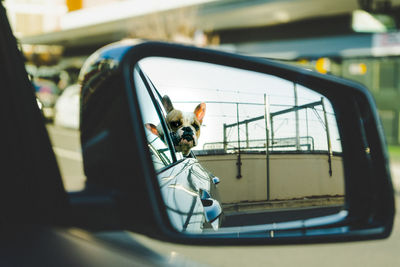 Reflection of dog in side-view mirror