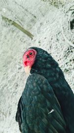 Close-up of a bird of prey