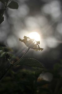 Close-up of insect on plant