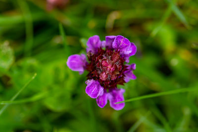 flowering plant