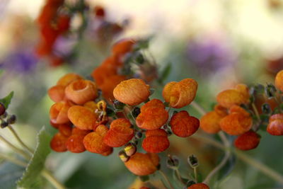 Close-up of blackberries growing on plant