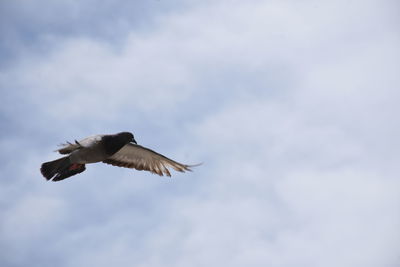 Low angle view of eagle flying in sky