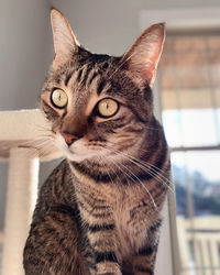 Close-up portrait of a cat at home