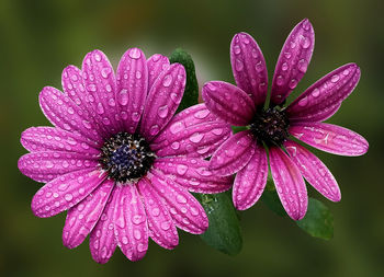 Close-up of raindrops on osteospermums blooming outdoors