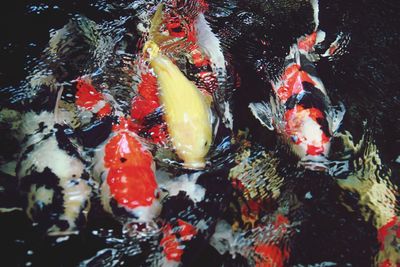 High angle view of koi carps swimming in pond