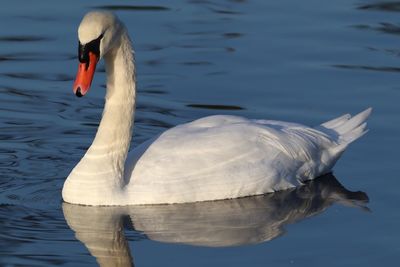 Swan floating on lake