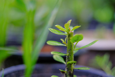 Close-up of plant growing on field