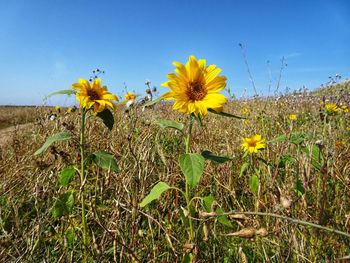 Close-up of yellow flowering plants on field against clear sky