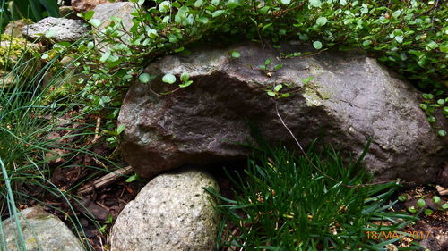 Close-up of lizard on rock by plants