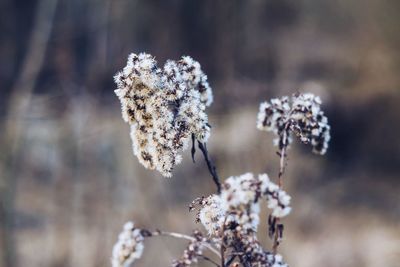 Close-up of white flowers