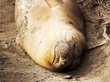 Close-up of elephant seal sleeping at beach