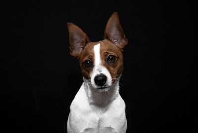 Portrait of dog against black background