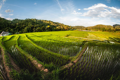 Scenic view of agricultural field against sky