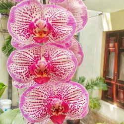 Close-up of pink orchid flowers