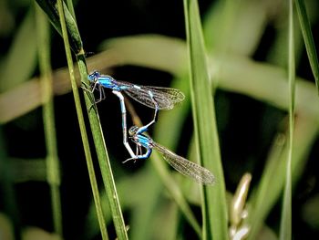 Close-up of damselfly on plant