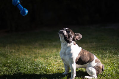 Dog looking away on field