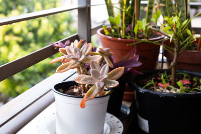 Close-up of potted plant