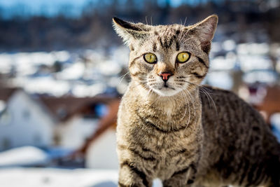 Close-up portrait of tabby cat