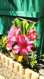 Close-up of pink potted plant
