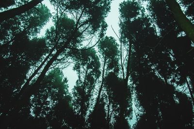 Low angle view of trees