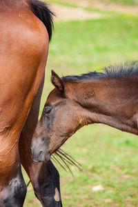 Close-up of a horse on field