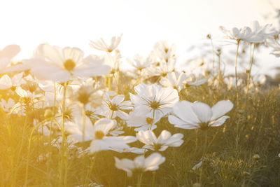 Close-up of white flowers blooming in field