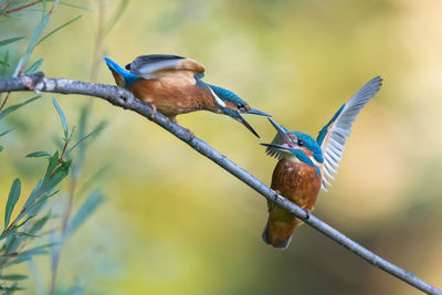 Low angle view of bird perching on branch