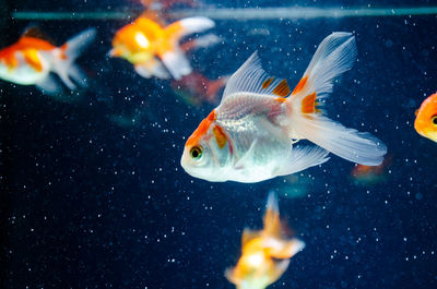 Close-up of fish swimming in sea