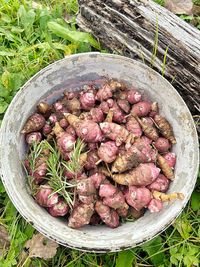 High angle view of plants
