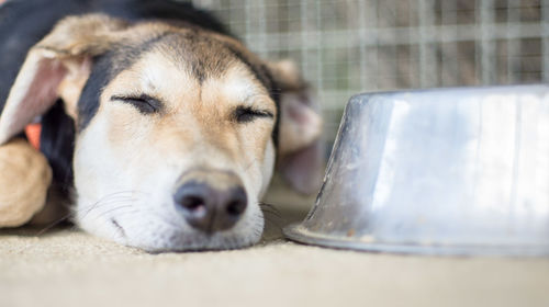 Close-up of dog resting by his bowl in shelter