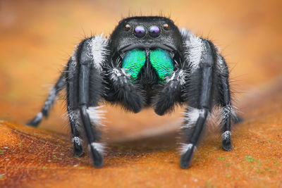 Close-up of spider