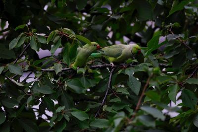 Bird perching on a tree