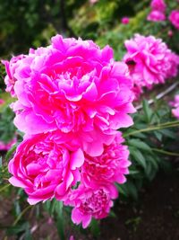 Close-up of pink rose flower in garden