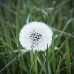 Close-up of white dandelion flower