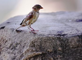 Close-up of bird perching on rock