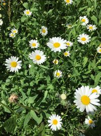 High angle view of daisies on field