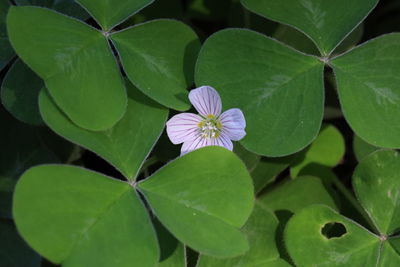 High angle view of purple flowering plant